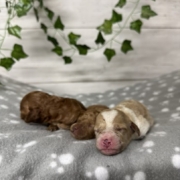 Cockapoo Femelles Billie (2)