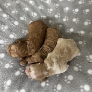 Cockapoo Femelles Billie (3)