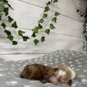 Cockapoo Femelles Billie (4)