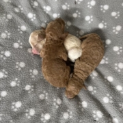 Cockapoo Femelles Billie (5)