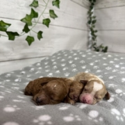 Cockapoo Femelles Billie (6)