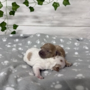 Cockapoo Femelles Killy (3)