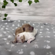 Cockapoo Femelles Killy (4)