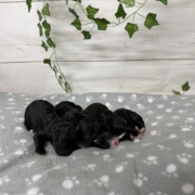 Cockapoo Femelles Sasha (1)