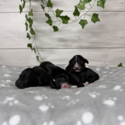 Cockapoo Femelles Sasha (2)