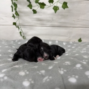 Cockapoo Femelles Sasha (4)
