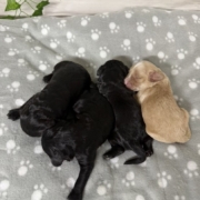 Cockapoo Femelles Winnie (1)