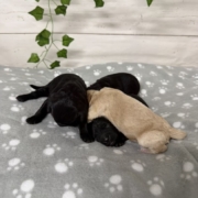 Cockapoo Femelles Winnie (2)