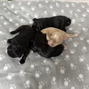 Cockapoo Femelles Winnie (3)