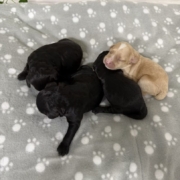 Cockapoo Femelles Winnie (4)