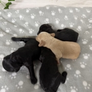 Cockapoo Femelles Winnie (5)