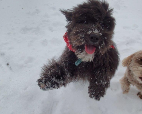 Cockapoo noir dans la neige