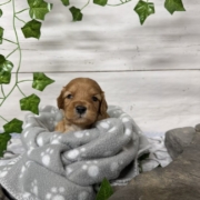 Cockapoo M1 Billie (1)