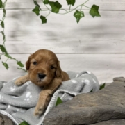 Cockapoo M1 Billie (2)