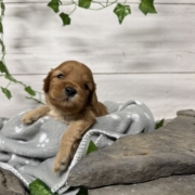 Cockapoo M1 Billie (3)