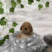 Cockapoo M1 Billie (4)