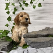 Cockapoo M1 Billie 7 (1)