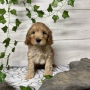 Cockapoo M1 Billie 7 (2)