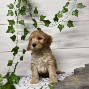 Cockapoo M1 Billie 7 (3)