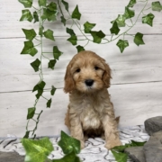 Cockapoo M1 Billie 7 (4)