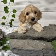 Cockapoo M1 Donalda 7 (1)