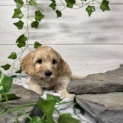 Cockapoo M1 Donalda 7 (5)