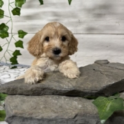 Cockapoo M1 Donalda 7 (6)