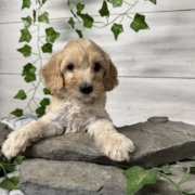 Cockapoo M1 Donalda 7 (7)