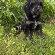 Cockapoo M1 Esmeralda 7 (1)