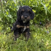 Cockapoo M1 Esmeralda 7 (2)