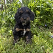 Cockapoo M1 Esmeralda 7 (3)