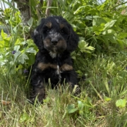 Cockapoo M1 Esmeralda 7 (4)
