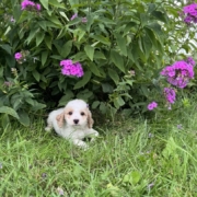 Cockapoo M1 Piper 7 (1)