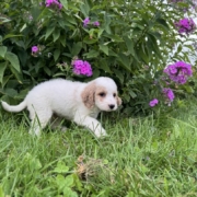 Cockapoo M1 Piper 7 (2)