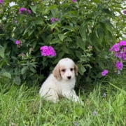 Cockapoo M1 Piper 7 (3)
