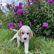 Cockapoo M1 Piper 7 (4)