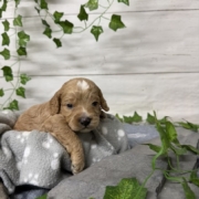 Cockapoo M1 Tesla (2)