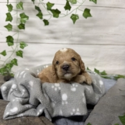 Cockapoo M1 Tesla (3)