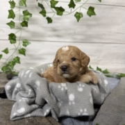 Cockapoo M1 Tesla (4)