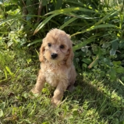 Cockapoo M1 Tesla 7 (1)