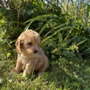 Cockapoo M1 Tesla 7 (2)