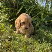 Cockapoo M1 Tesla 7 (3)