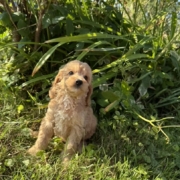 Cockapoo M1 Tesla 7 (4)