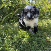 Cockapoo M1 Winnie 7 (1)