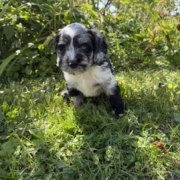 Cockapoo M1 Winnie 7 (2)