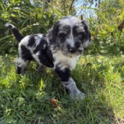 Cockapoo M1 Winnie 7 (3)
