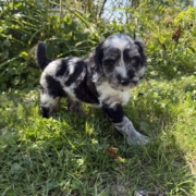 Cockapoo M1 Winnie 7 (4)