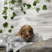 Cockapoo M2 Donalda (1)