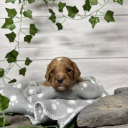 Cockapoo M2 Donalda (2)