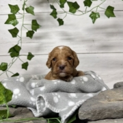 Cockapoo M2 Donalda (3)